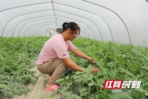 吃瓜系统苏家,吃瓜系统背后的神秘家族