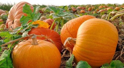 吃男瓜补肾吗,吃男瓜真的能补肾吗？