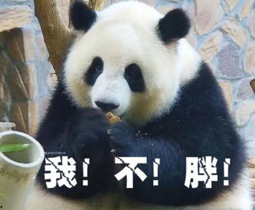 熊猫滚滚吃瓜,滚滚熊猫的夏日瓜果盛宴