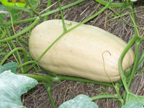 角瓜能和南瓜一起吃么,健康饮食新选择