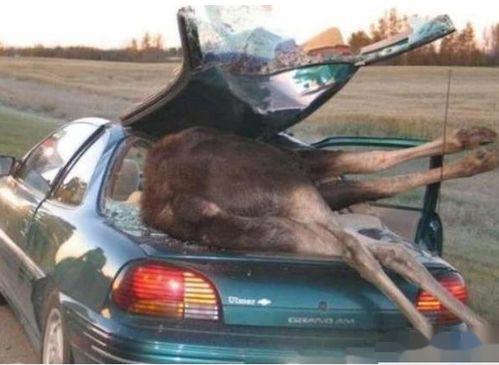 奇葩车祸带你吃瓜