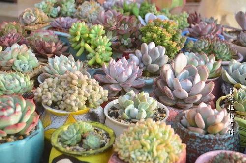 颖宝吃瓜多肉,多肉美食之旅