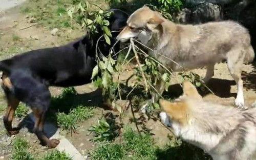 恶犬吃瓜视频大全,笑料百出视频大全