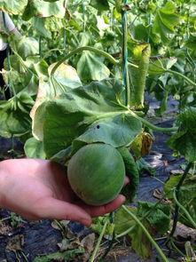 蛙友吃瓜论坛,揭秘网络蛙族的热议焦点