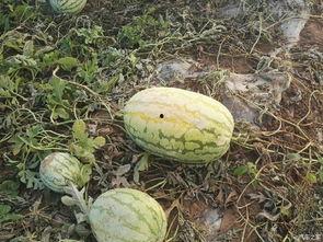 蛙友吃瓜论坛,揭秘网络蛙族的热议焦点