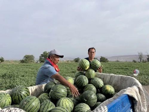 吃瓜走料,吃瓜走料带你领略幕后风云