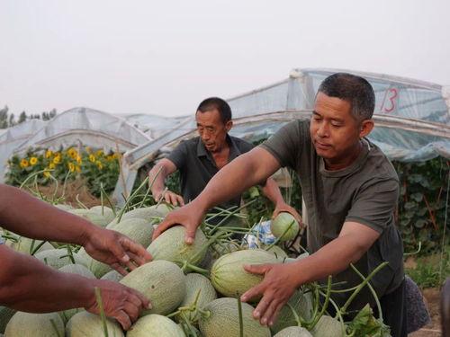 吃瓜走料,吃瓜走料带你领略幕后风云