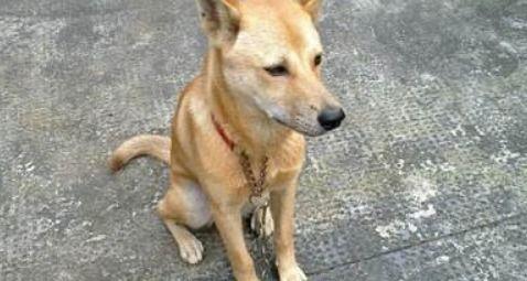 不明真像的吃瓜土狗,吃瓜土狗的奇幻冒险之旅