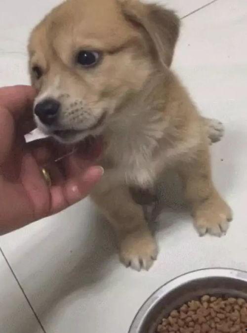 不明真像的吃瓜土狗,吃瓜土狗的奇幻冒险之旅