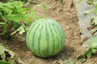 川南幼专吃瓜,吃瓜群众揭秘校园热点事件