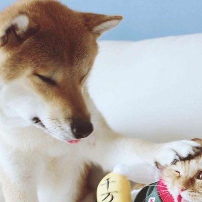 猫狗情侣头像吃瓜