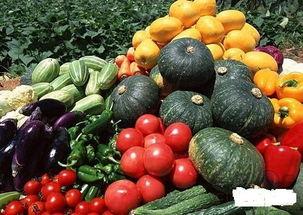 吃瓜菜的文案,探寻美味与健康的完美融合