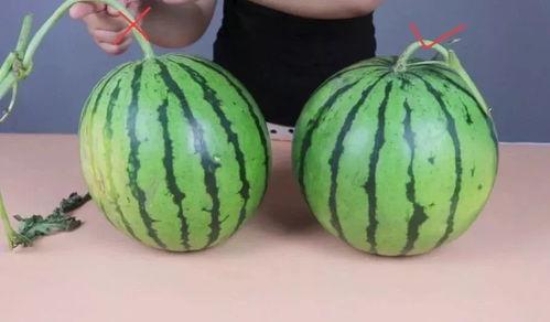 捧瓜能带皮吃吗,安全与美味的双重享受