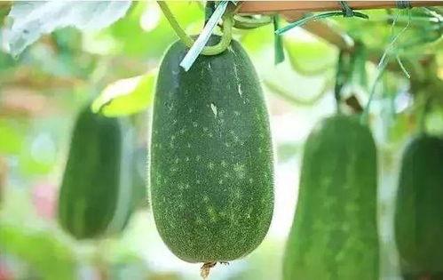 吃瓜解暑文字,吃瓜解暑，清凉一夏