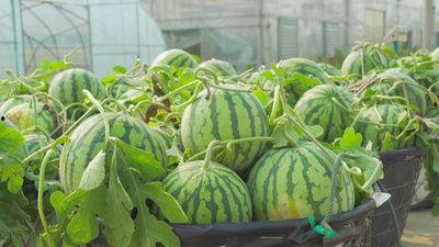 梁山龙城吃瓜视频,揭秘网红美食背后的故事