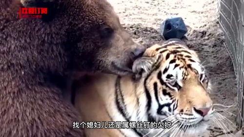 虎哥说吃瓜,揭秘娱乐圈背后的那些事儿