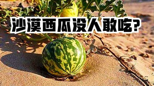 谁敢吃某某人的瓜,谁敢吃某某人的瓜，真相大揭秘