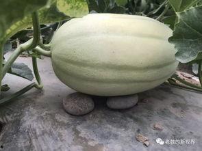 吃瓜音频在哪找,带你走进声音世界的幕后