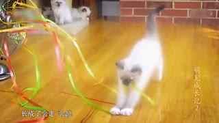 小狗吃瓜视频合集,小狗吃瓜视频合集欢乐盘点