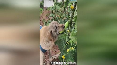 小狗吃瓜视频合集,小狗吃瓜视频合集欢乐盘点