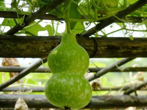 大白葫芦瓜怎么吃