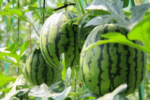 村里的吃瓜,揭秘村里吃瓜背后的故事