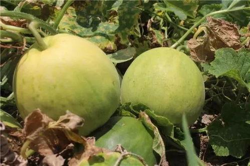 不吃瓜吃瓜的甜瓜人,品味不凡，瓜中寻味